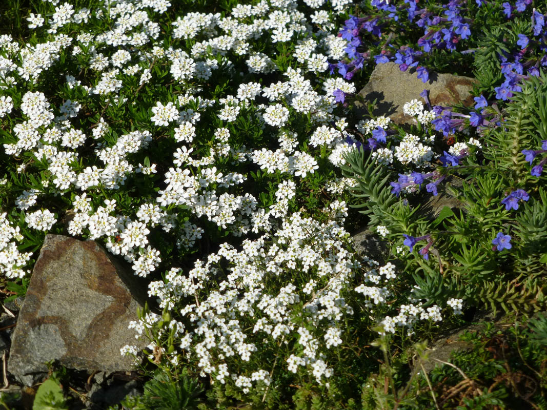 Hornungia alpina + Iberis + Lithodora photo